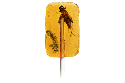 Insect in Amber Lollipop