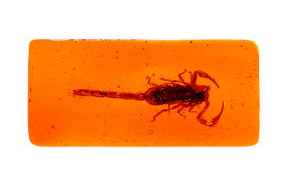 Scorpion in Amber